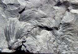Asterophyllites equisetiformis